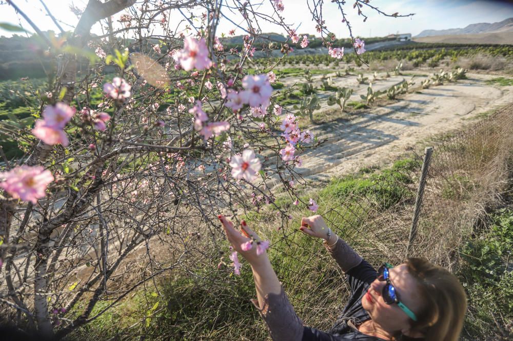 En algunos bancales de secano de la Vega Baja los almendros ya están en flor Es habitual para el caso de la comarca y más este año con lluvia y temperaturas moderadas de los últimos dos meses.