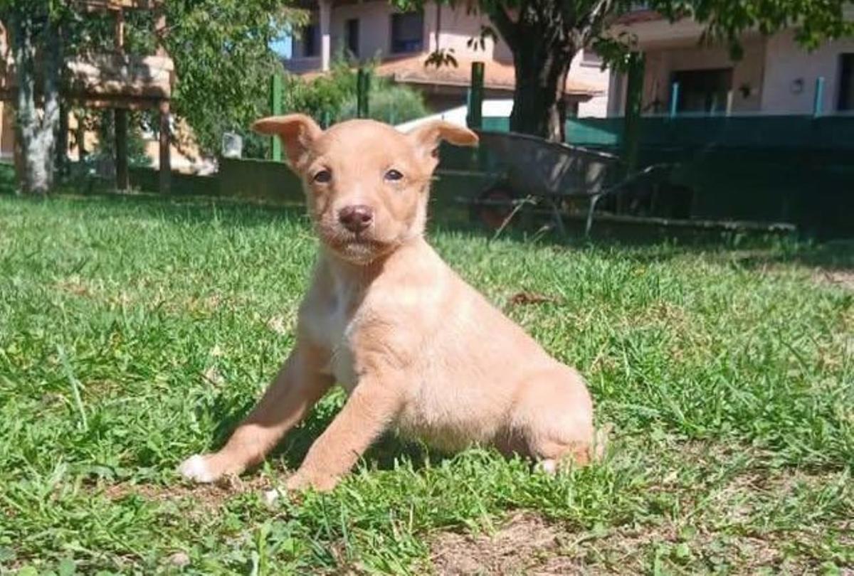 La cachorra, todavía sin nombre, fue finalmente bautizada como Arqueta, por el episodio vivido.