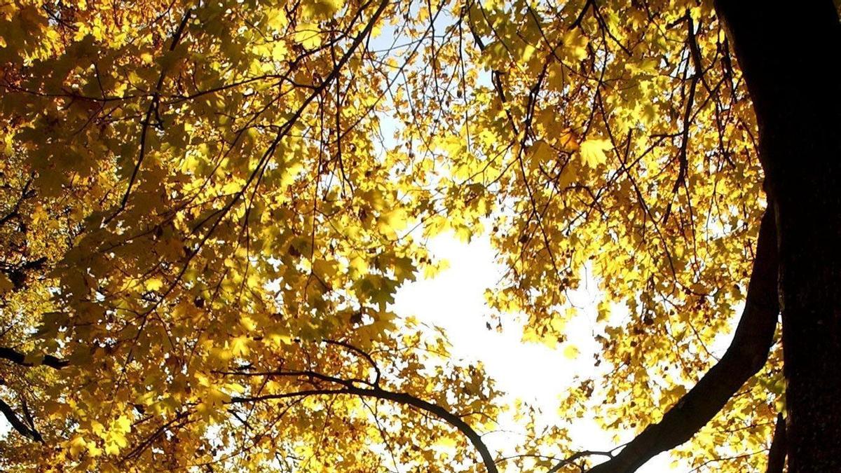 Melancolía ante el otoño.