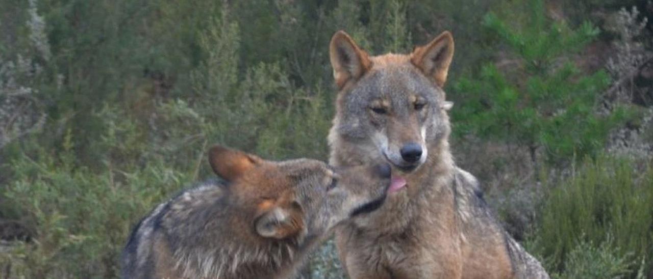 Ejemplares de lobo ibérico en el centro de conservación del lobo de la Fundación Patrimonio Natural y Biodiversidad de la Junta de Castilla y León.