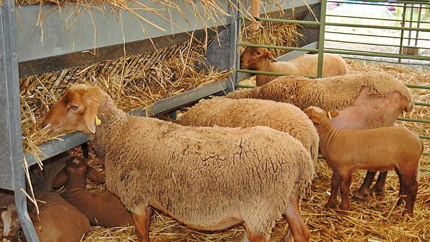 El bestiar serà present amb 18 expositors d’oví i 12 de vaquí | ARXIU/MARTÍ PONS