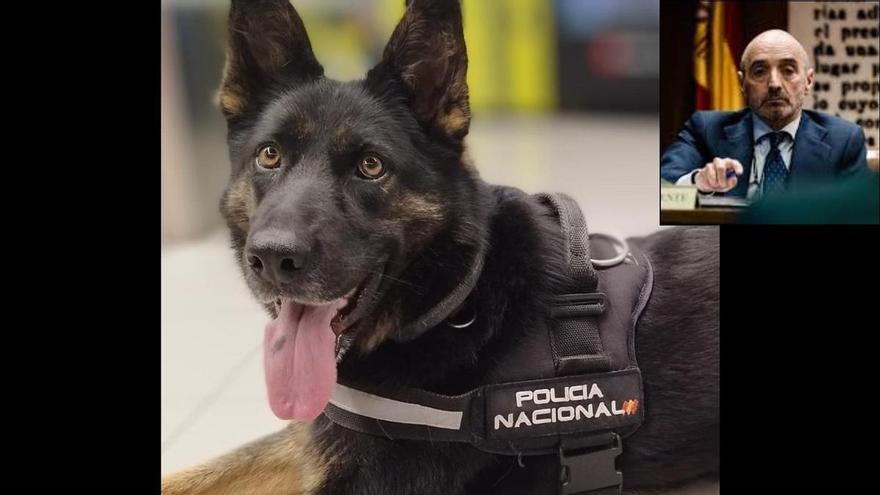 Cony, la perra de la Policía que descubrió el enorme botín escondido en casa del amigo de Zapatero