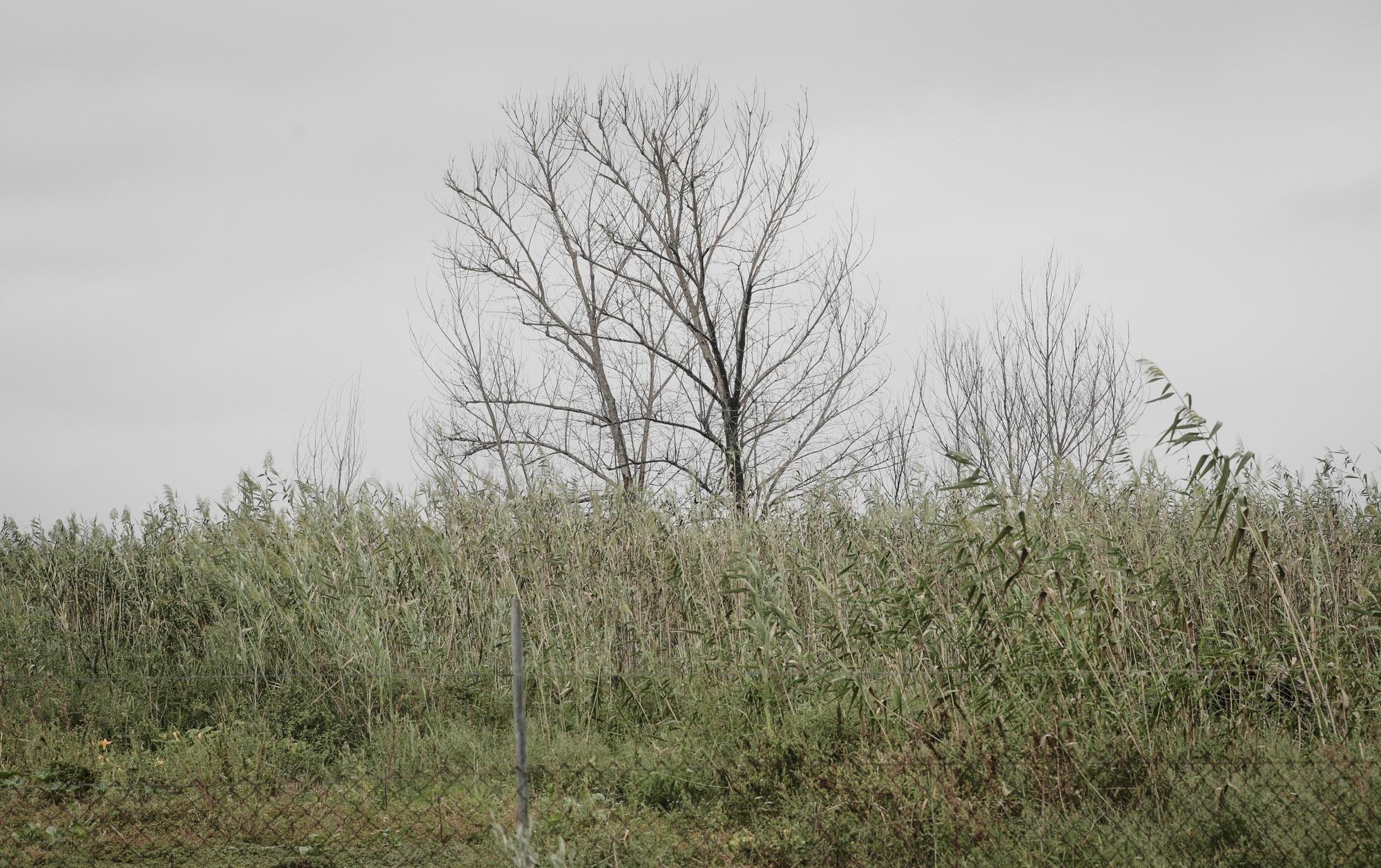 S'Albufera, un año después del incendio