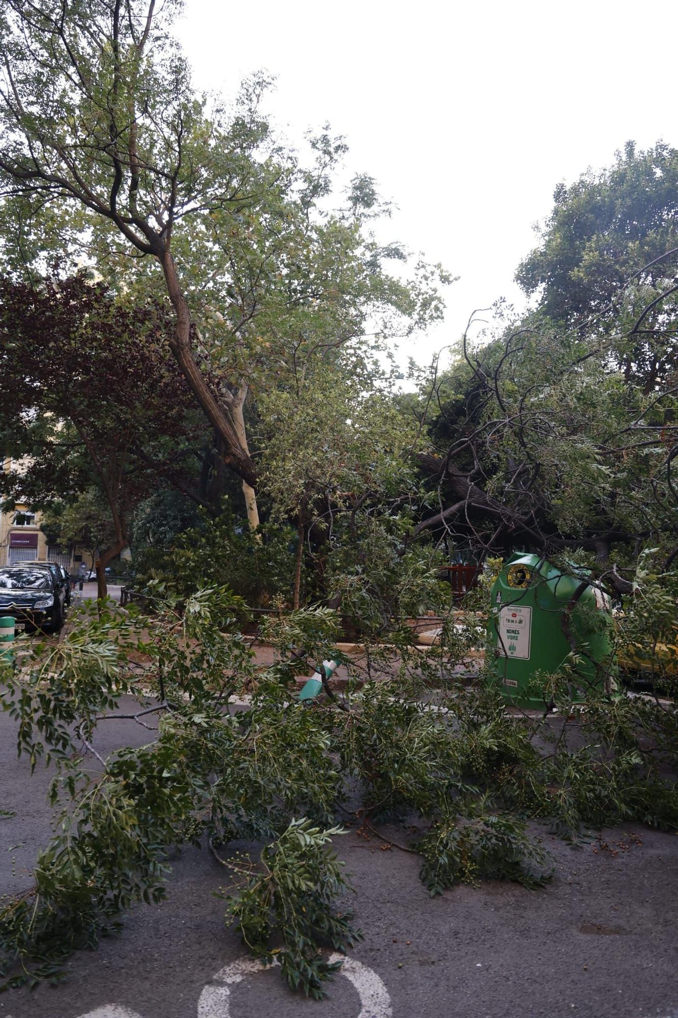 El granizo y las trombas de agua tumbas árboles y destrozan placas solares