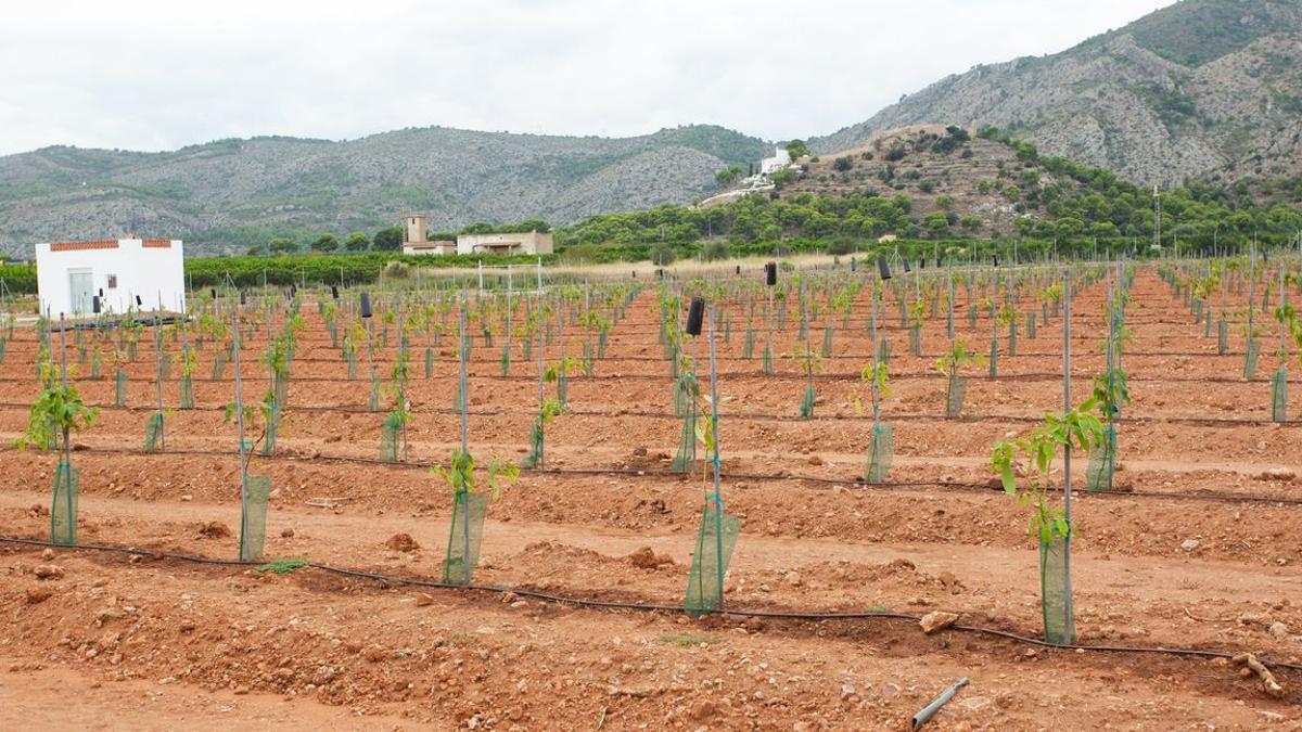 Plantación de aguacates cerca del ermitorio de la Magdalena de Castelló.