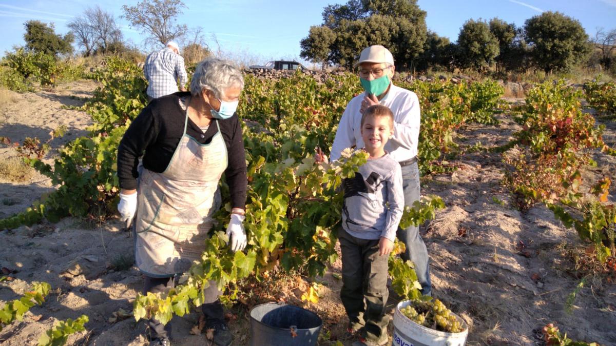 Un grupo de personas en la vendimia de este año en Fermoselle