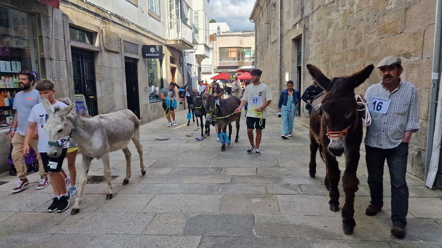 ¿Burros sí o burros no? Padrón lanza una consulta ciudadana sobre su carrera más polémica