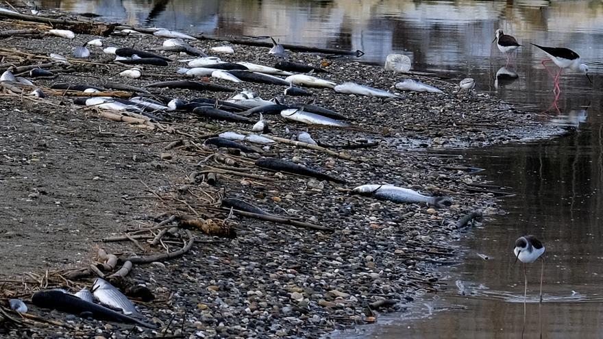 La Junta señala la asfixia como causa de la muerte de peces en el Guadalhorce