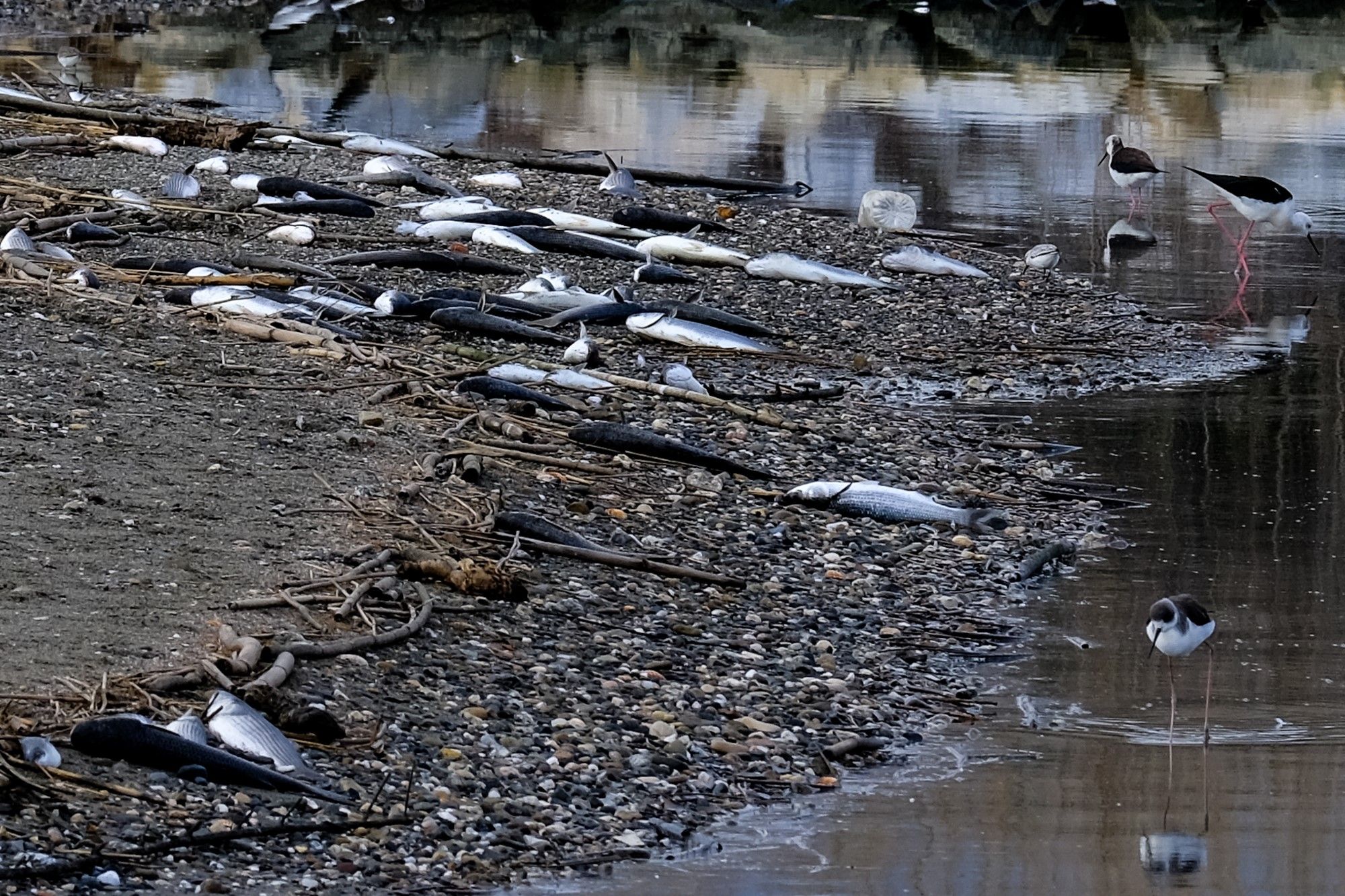 Así continúa este domingo la desembocadura del Guadalhorce, llena de peces muertos