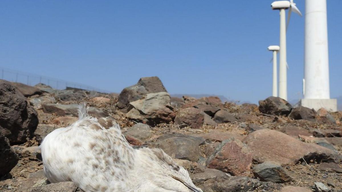 Un ejemplar del género ‘Larus’, junto a unos aerogeneradores. | | LP/DLP