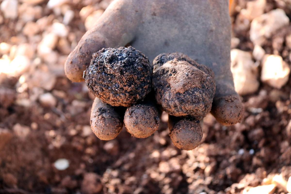Tòfones recolliides per un expert