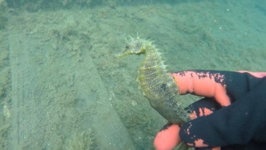 El caballito de mar embarazado que se pasea por el astillero