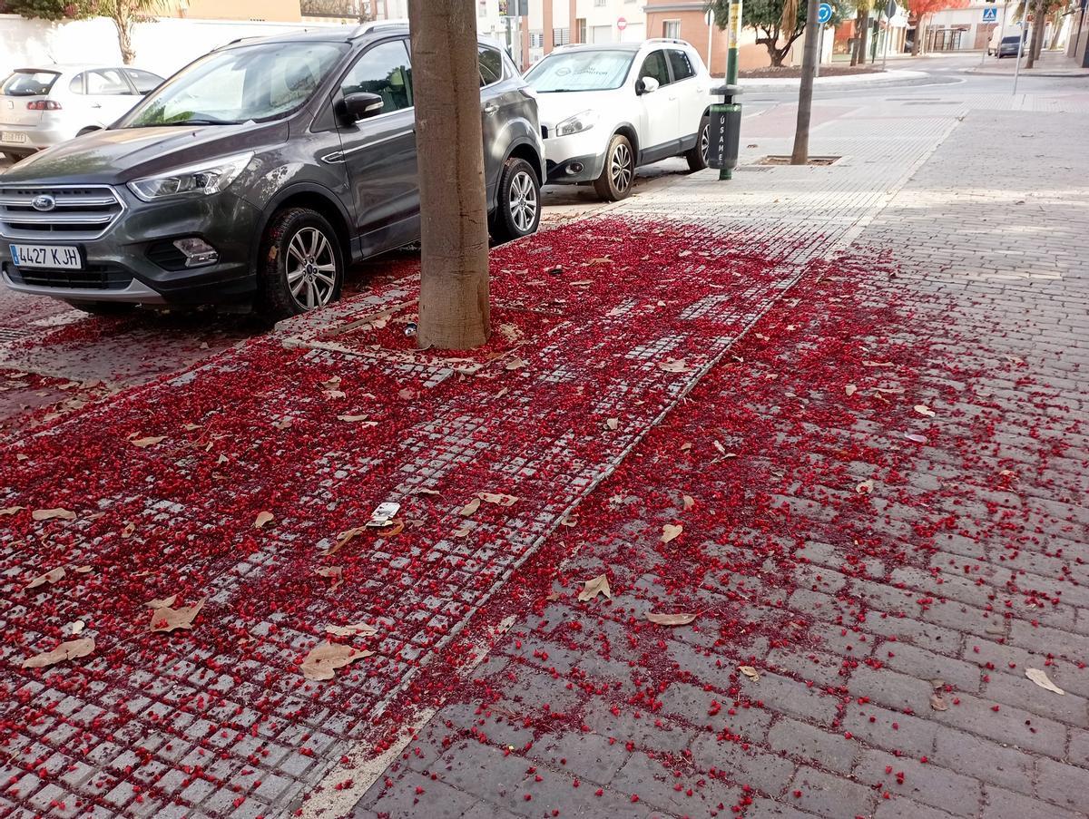 Las flores del brachichiton en calle Varsovia, en Campanillas, esta semana.