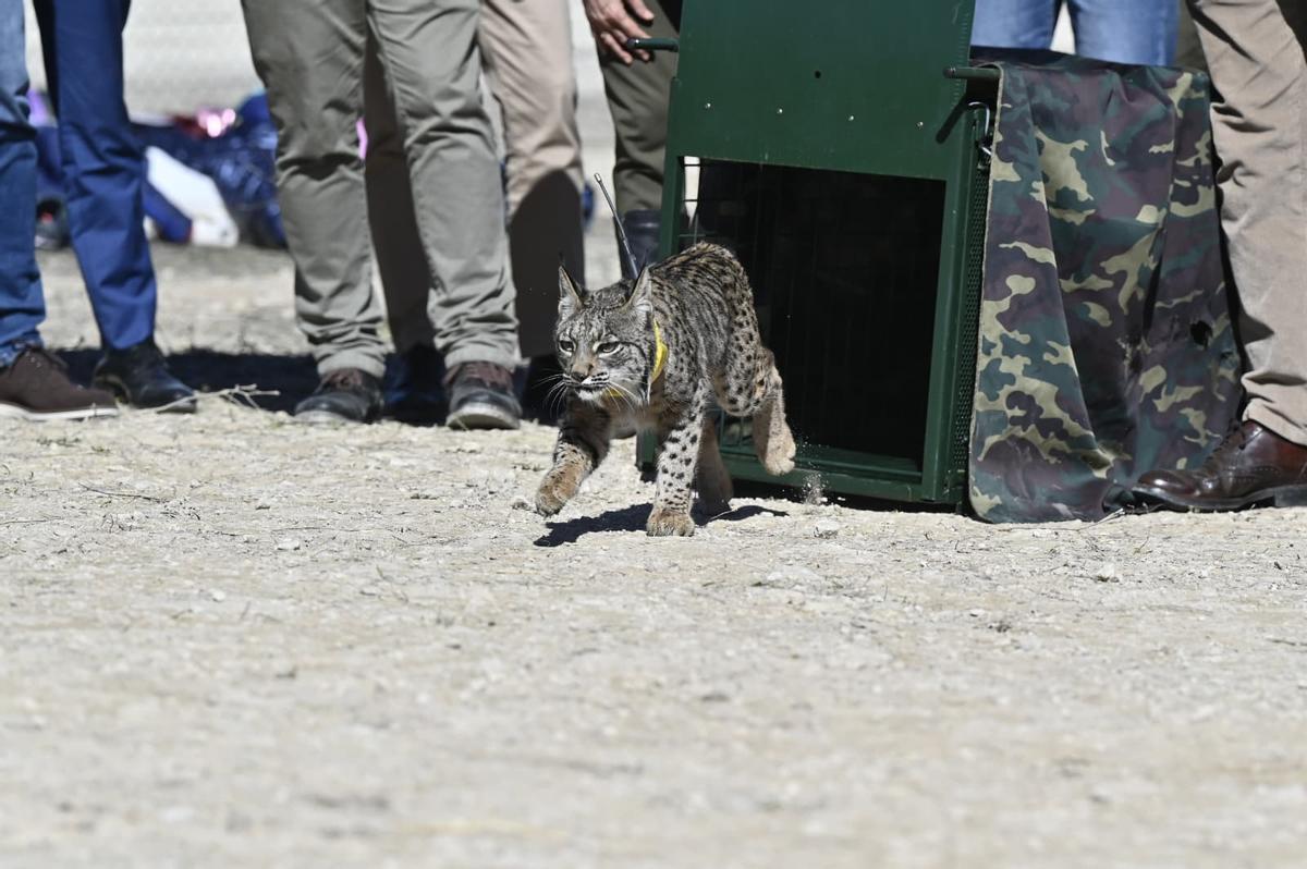 El linx, cada vegada més a prop de Catalunya: la parella Windtail i Winx inicia la seva adaptació a l’Aragó