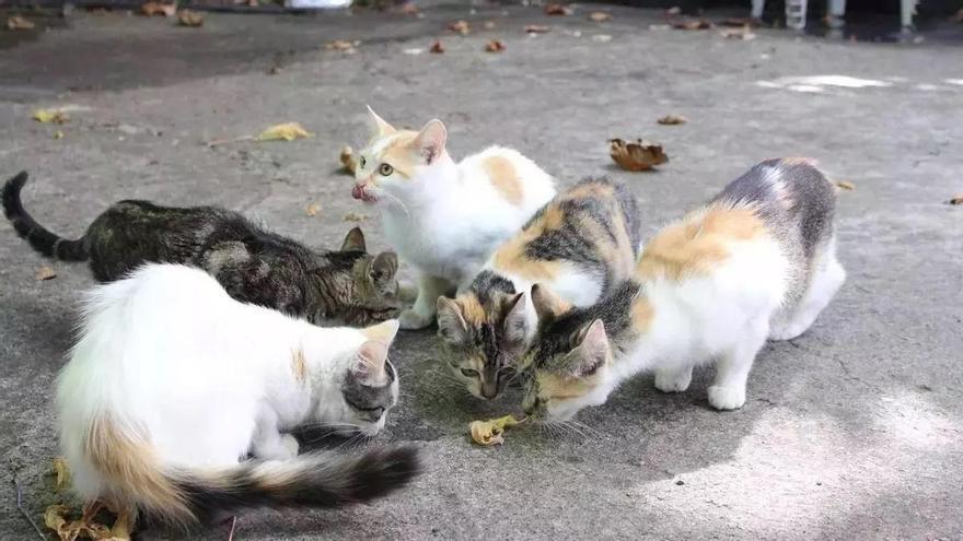 Las cuidadoras de colonias felinas de Cambre recurren a la Valedora do Pobo ante la "falta de gestión" municipal