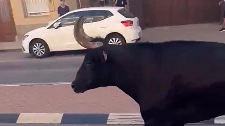 Muere la mujer embestida por un toro que se escapó de las fiestas de un pueblo en Valencia
