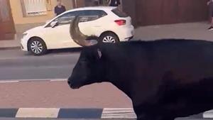 El toro embistió a la mujer en Almàssera