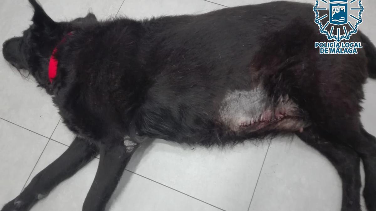 Imagen de la perra tras ser intervenida quirúrgicamente.