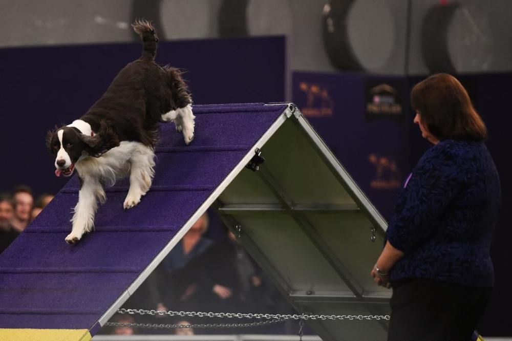 El Westminster Kennel Club, un dels shows de gossos de raça més importants del món