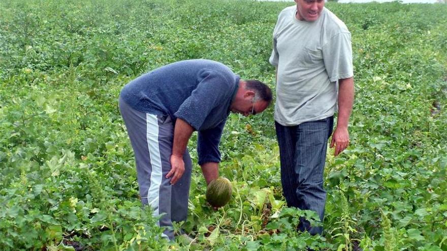 67.000 trabajadores de campo extremeño cobrarán un 2,1% más en tres años