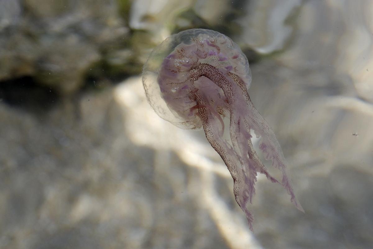Medusas: la belleza de la naturaleza en las aguas de Ajaccio (Córcega)
