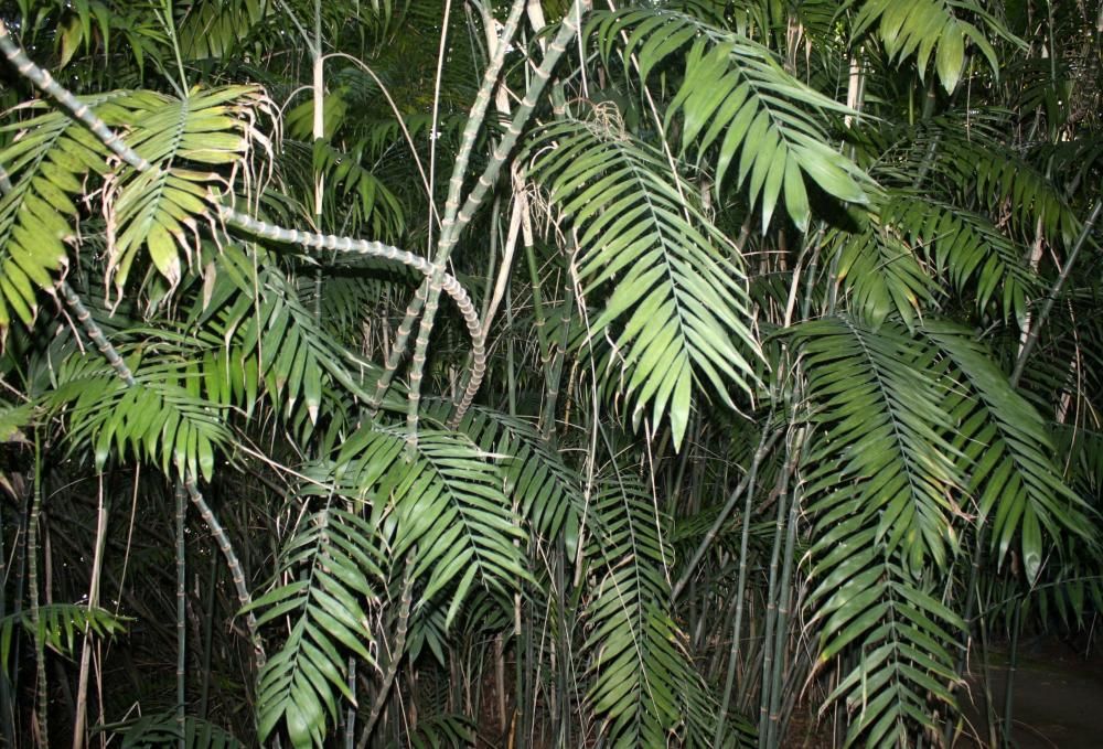 SEPTIEMBRE. Pese a su parecido con el bambú, sus tallos no están huecos porque la 'Chamaedorea seifrizii Burret' es una palmera que puede superar los tres metros de altura. Se usa mucho como planta de interior. El visitante puede encontrar camaedoreas en varios rincones de La Concepción, entre ellos, en la glorieta de Amalia Heredia y junto a la cascada de las costillas de Adán.