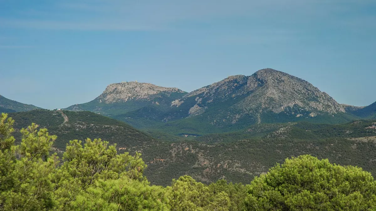 La plaga del escarabajo devorador de pinos se ceba con Sierra Espuña
