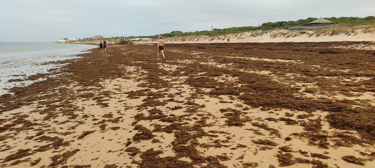 Una playa de Rota llena de algas este verano de 2026.