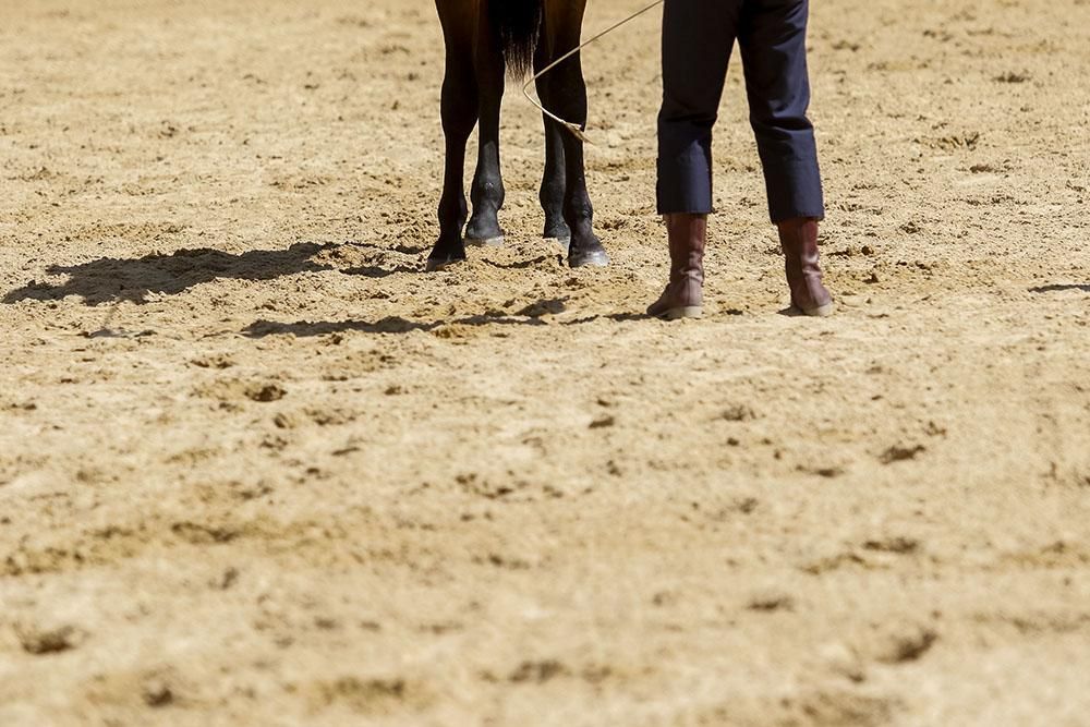 Cabalcor echa a andar con el concurso morfológico