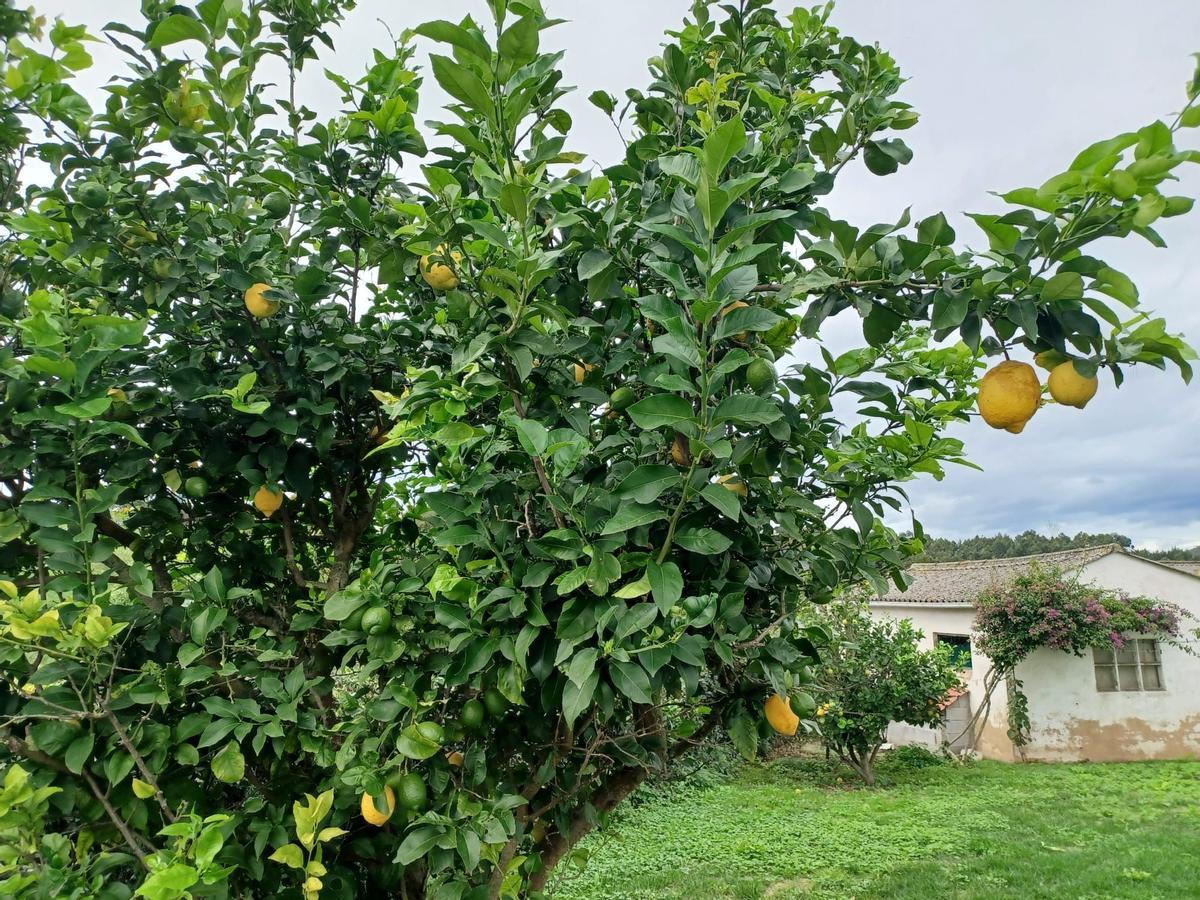 Un limonero, en Ferroñes