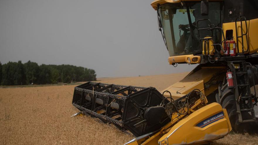 Un año de malas cosechas de cereales en Zamora