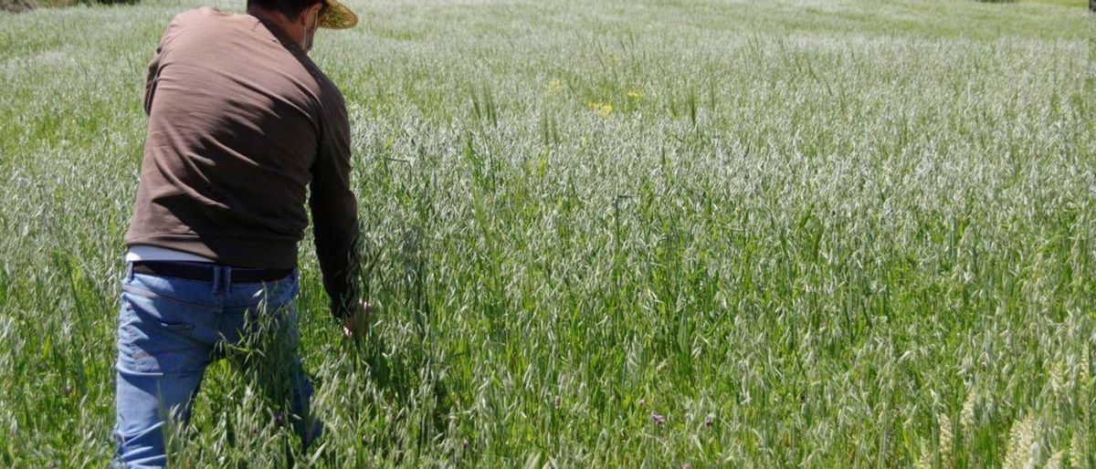 Espanya vol ser una altra vegada el graner d’Europa Espanya vol ser una altra vegada el graner d’Europa