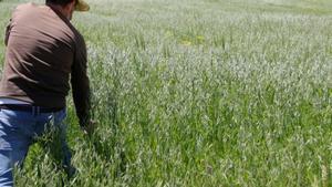 Espanya vol ser una altra vegada el graner d’Europa