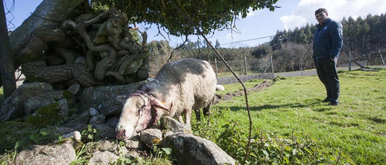 Una oveja atacada por un lobo en una zona de A Estrada. / Bernabé / Lalín