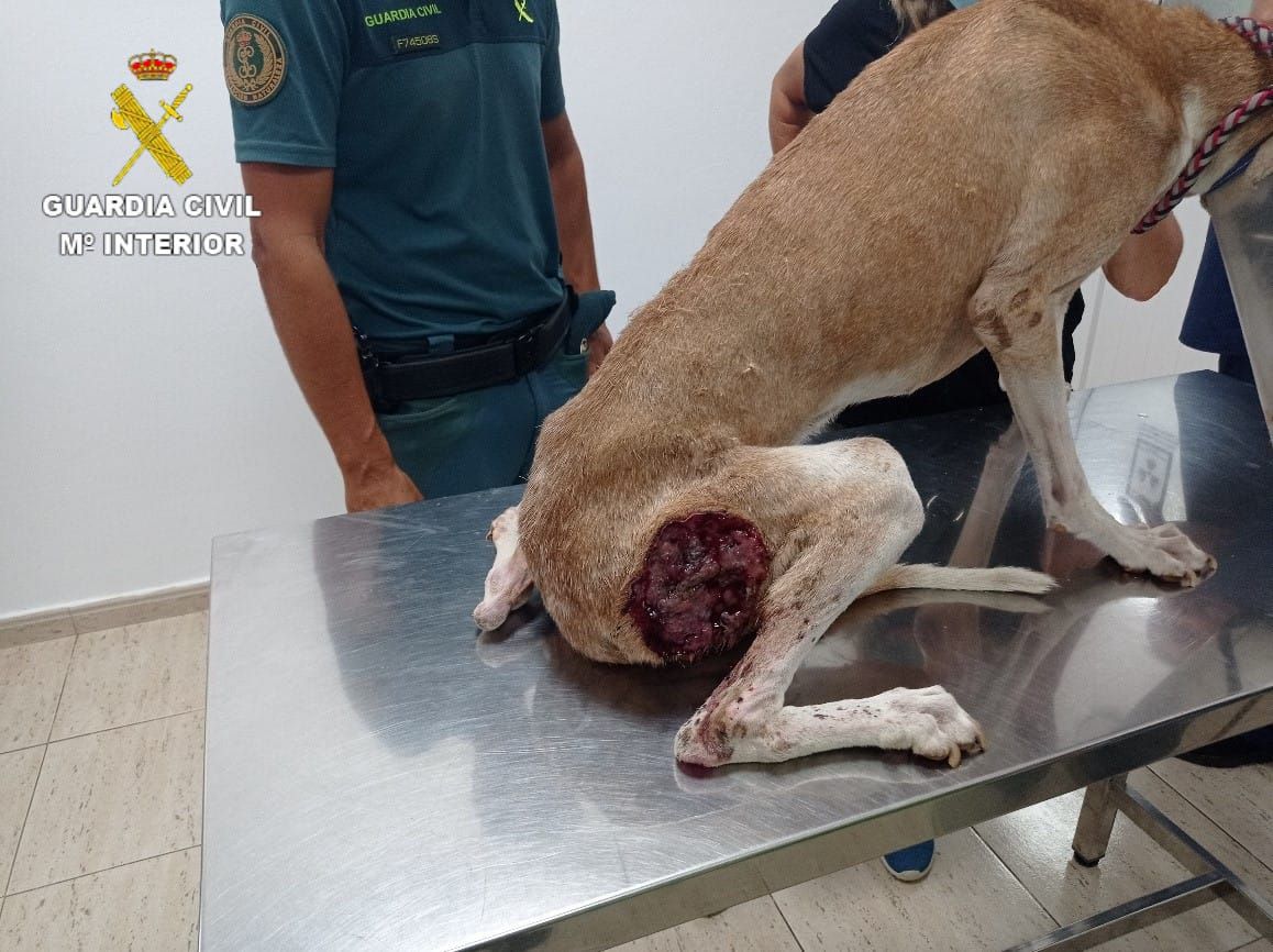 La Guardia Civil requisa dos perros en pésimo estado de salud en Fuerteventura