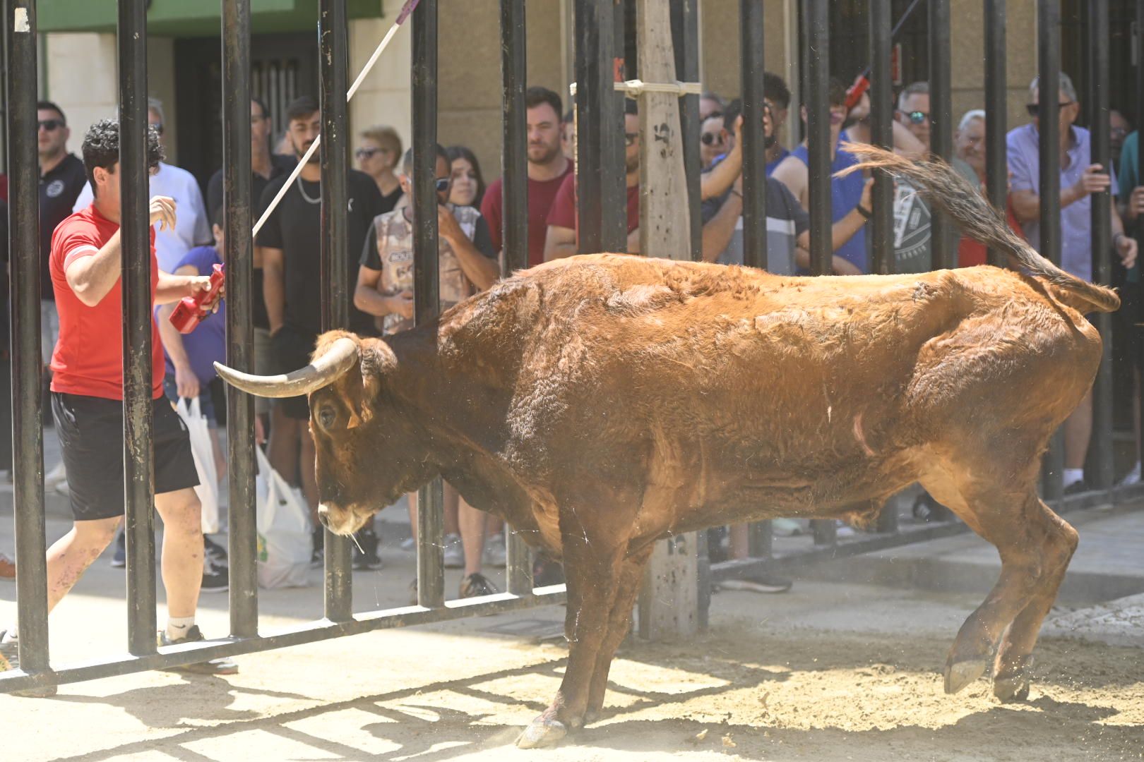 Martes de tradición, toros y fiesta en el Grau por Sant Pere