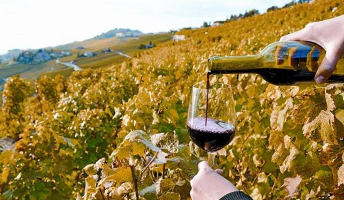 Un tast de vins entre extenses vinyes. Un tast de vins entre extenses vinyes.