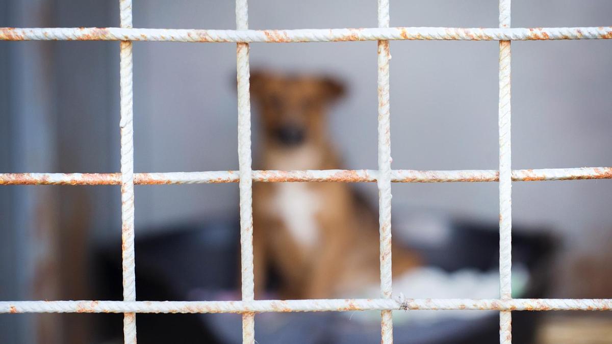 MALTRATO ANIMAL: Hallan un perro desangrándose en el interior de un  contenedor en Mondariz