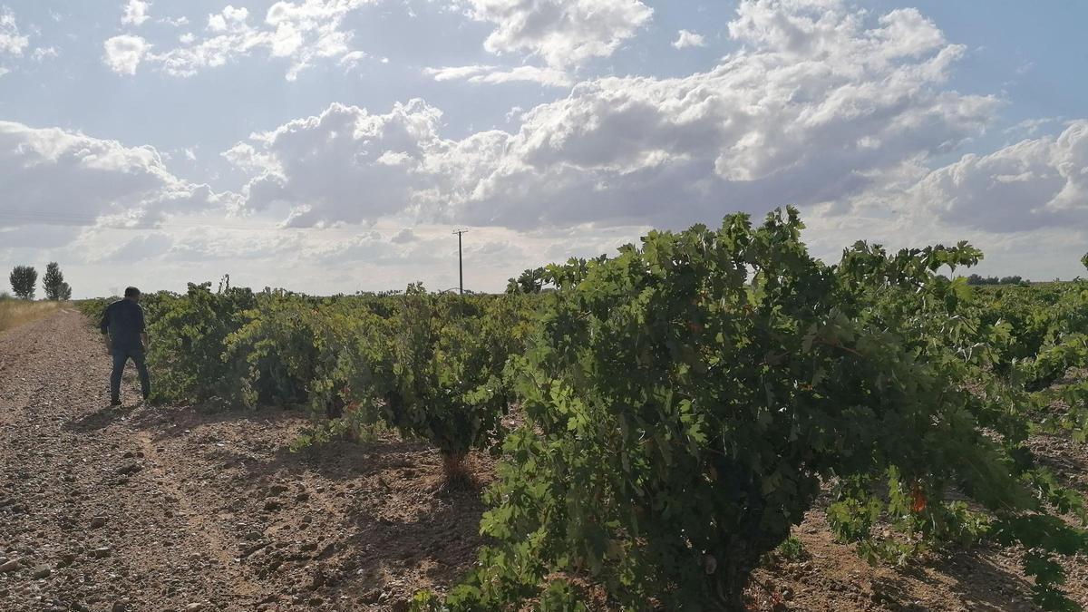 Vendimia en la campiña toresana