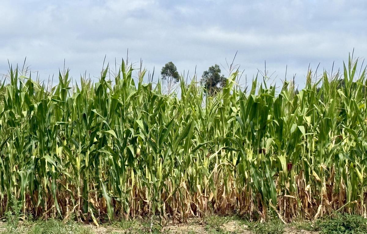Finca sembrada con maíz en el concello de Santa Comba