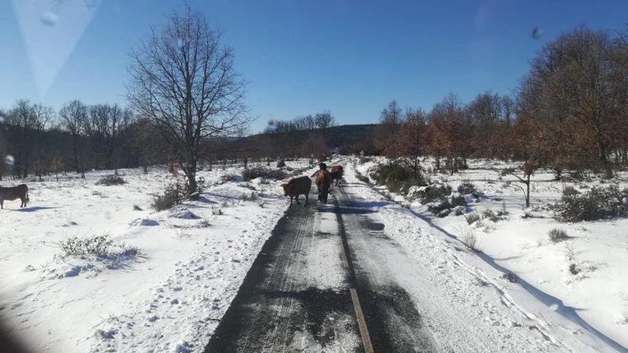 Un grupo de vacas come la sal esparcida en una carretera de la sierra de la Culebra, en Zamora.