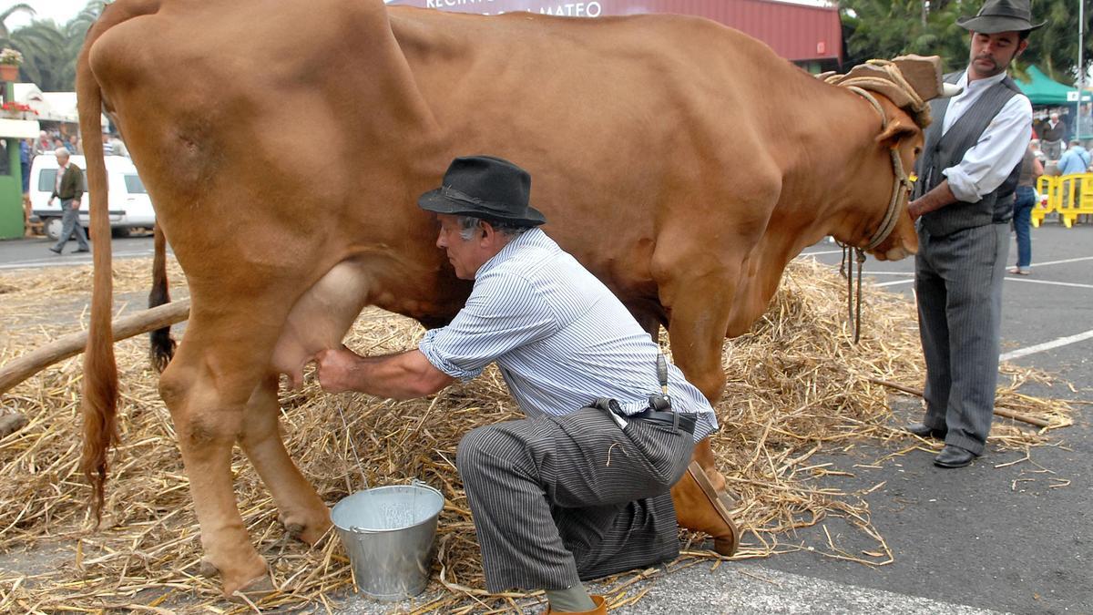 Imagen de archivo de un ganadero ordeñando a una vaca en las Fiestas del Agricultor de San Mateo