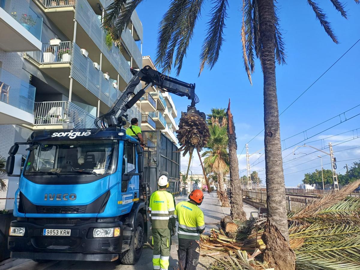 Retirada de la palmera caída en Badalona