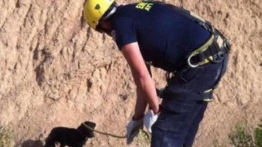 Protección Civil rescata a tres cachorros que habían caído a un pantano