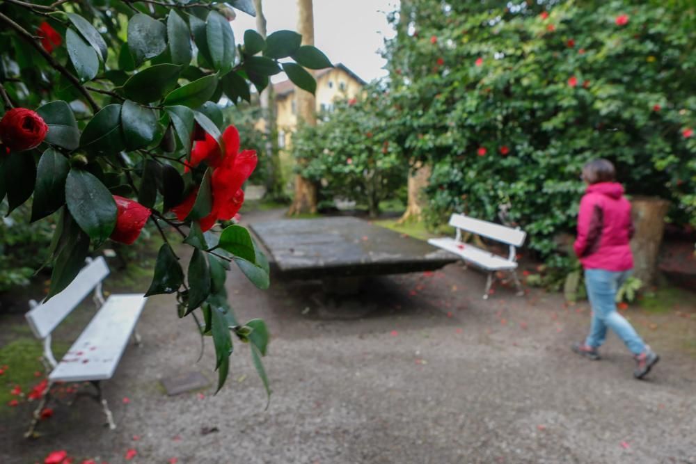 Camelias en el Botánico