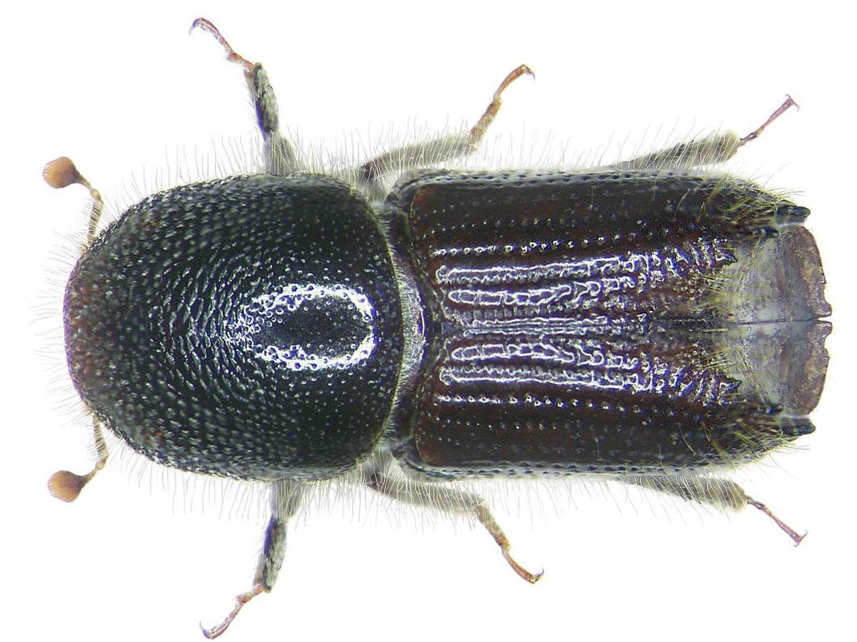 Escarabajo protagonista del trabajo de investigación