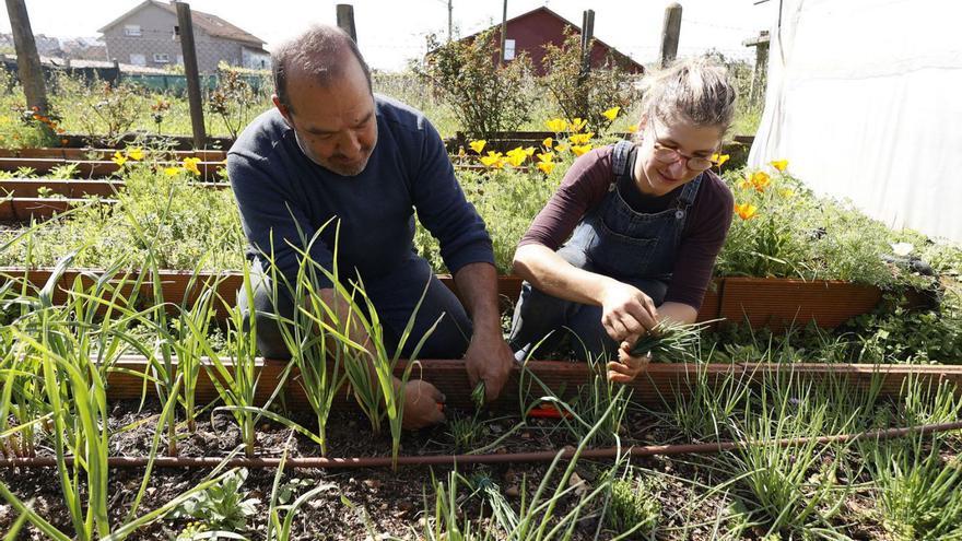 Fernando Filgueira y su hija Mara recogen cebollinos en su finca Horta da Gándara.