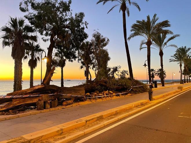 Imágenes del árbol caído en Benicàssim por la fuerza del viento