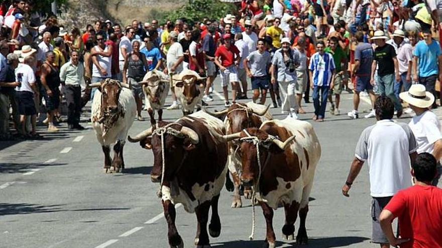 El traslado de las vaquillas y los mansos generó una gran expectación en Tibi.