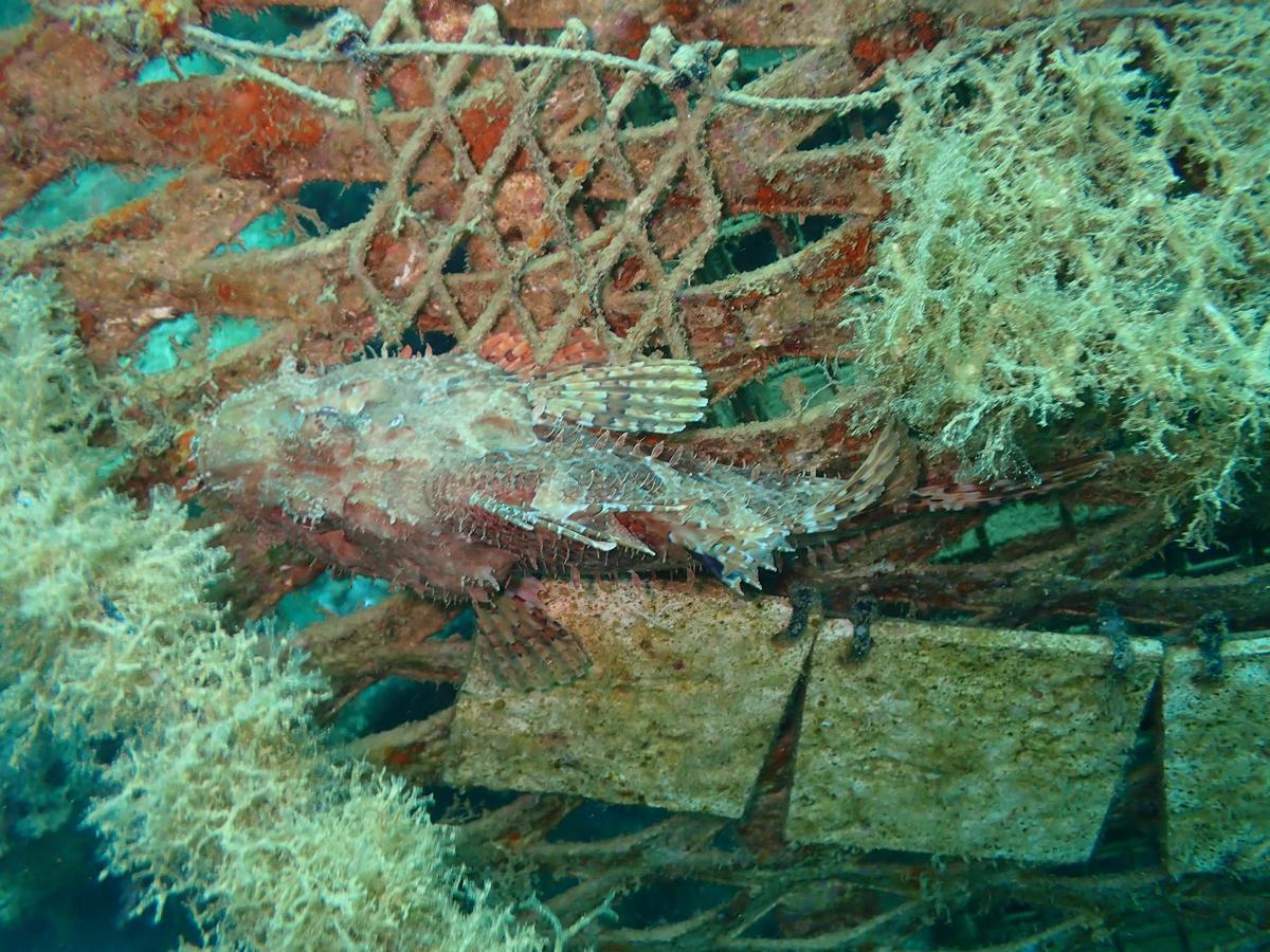El fondo del parque submarino alberga más de 250 especies catalogadas.